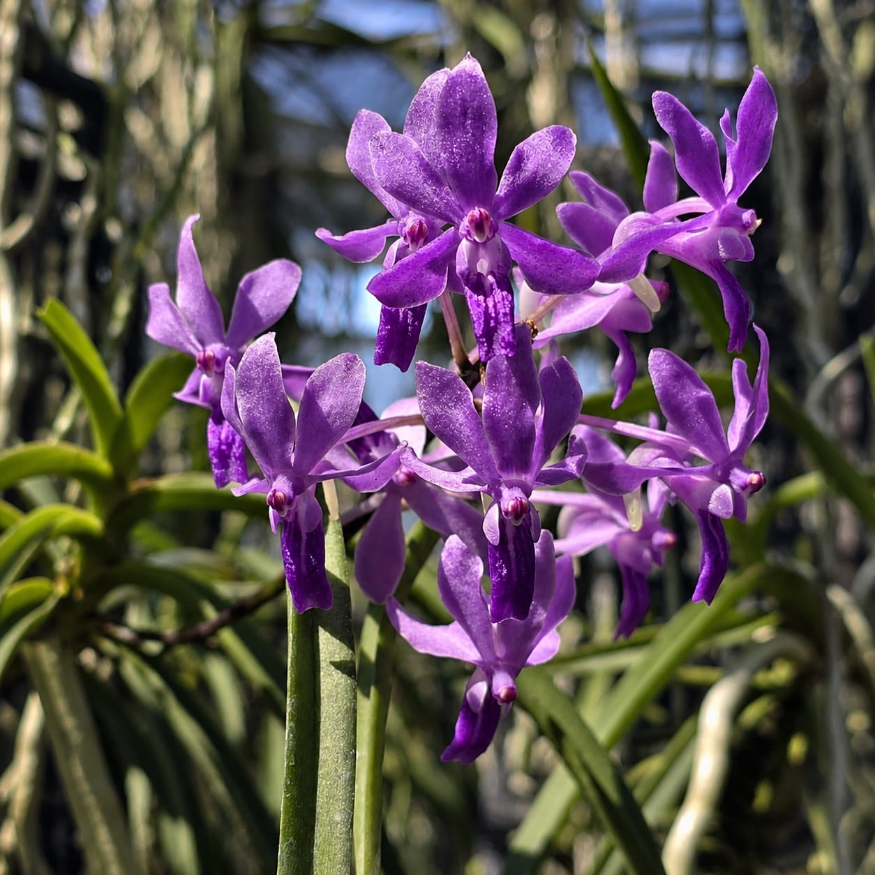 Vanda Charm 'Blue Star' × Seidenfadenia mitrata