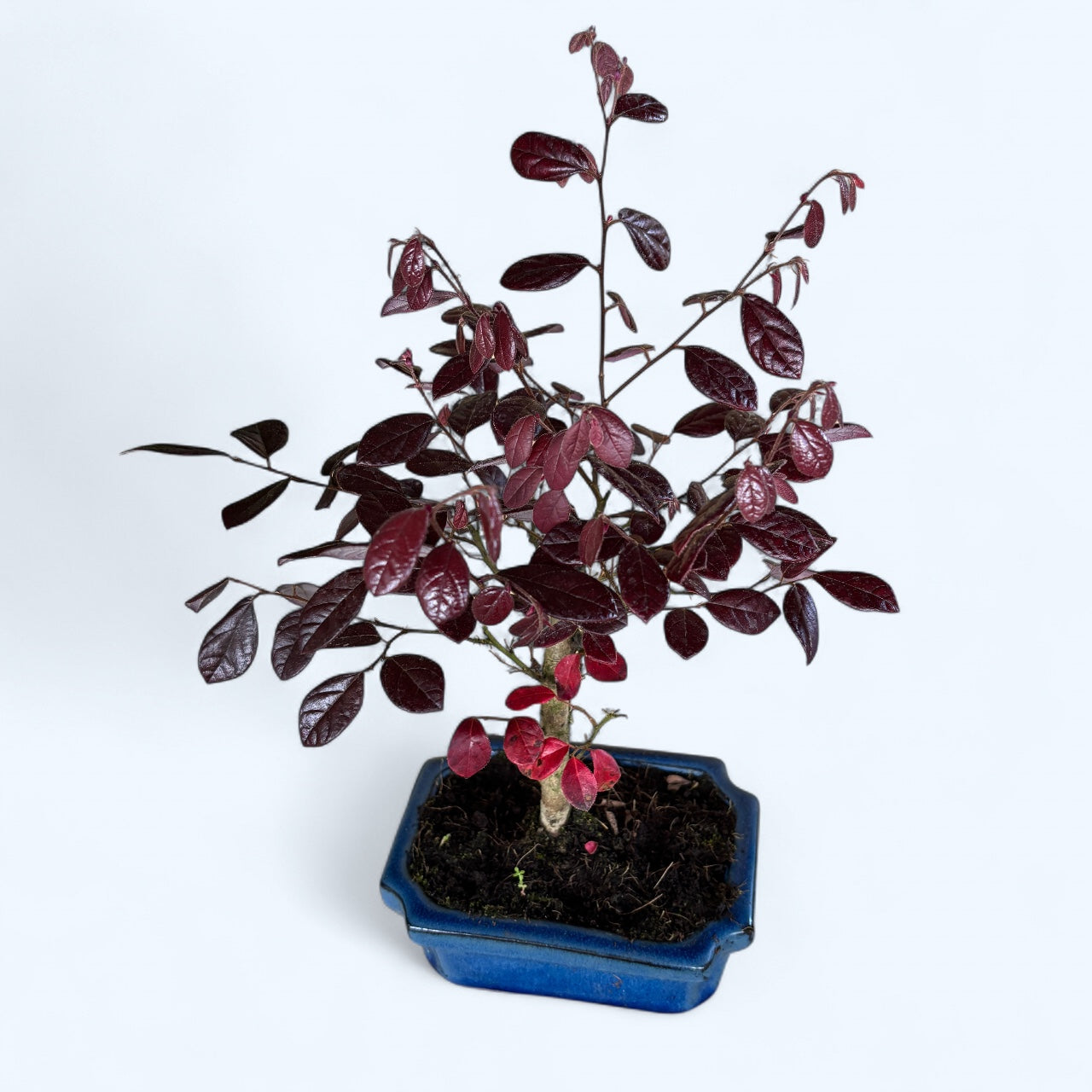 Bonsai Loropetalum - frunzis bordo spectaculos si aspect rafinat