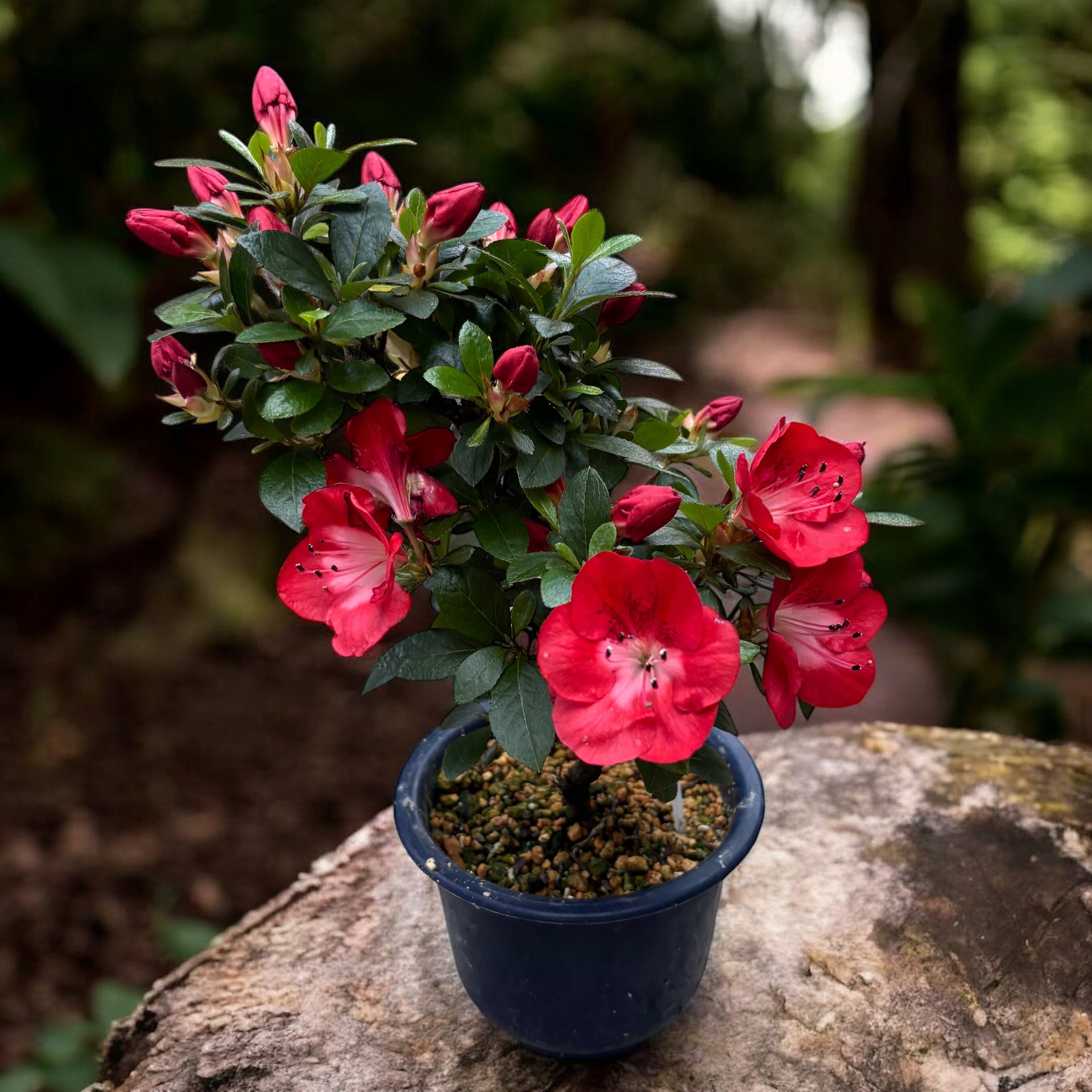 Bonsai Rhododendron indicum 'Benibeni'