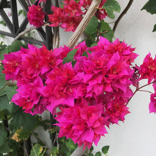 Bougainvillea cu flori duble - Bougainvillea dobrada 'Pink' (roz-ciclam)