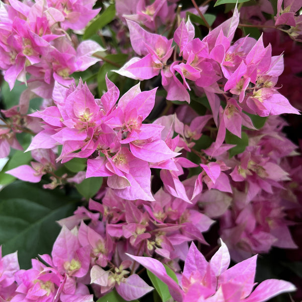 Bougainvillea cu flori duble - Bougainvillea dobrada 'Light Pink'
