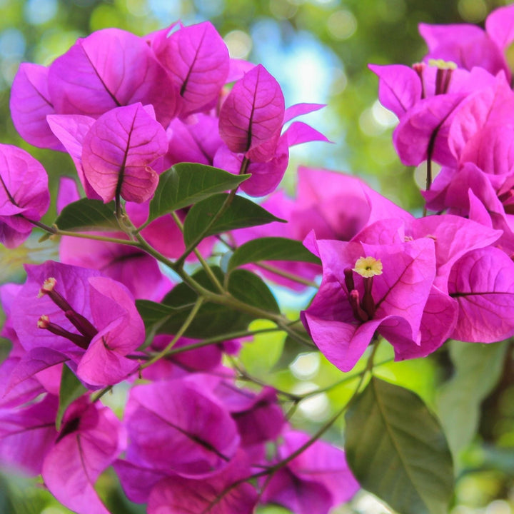 Bougainvillea 'Elisabeth Angus'