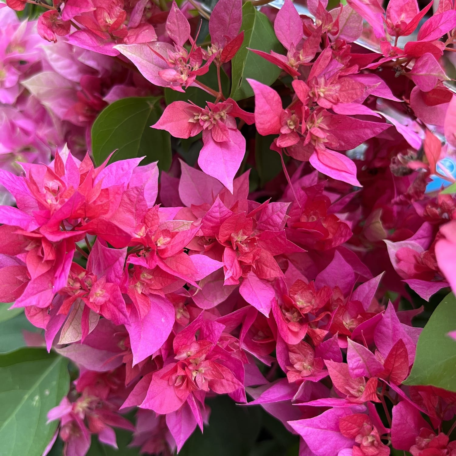 Pink Roz Rizwna Bougainvillea cu flori duble - Bougainvillea dobrada 'Pink' (roz-cicla