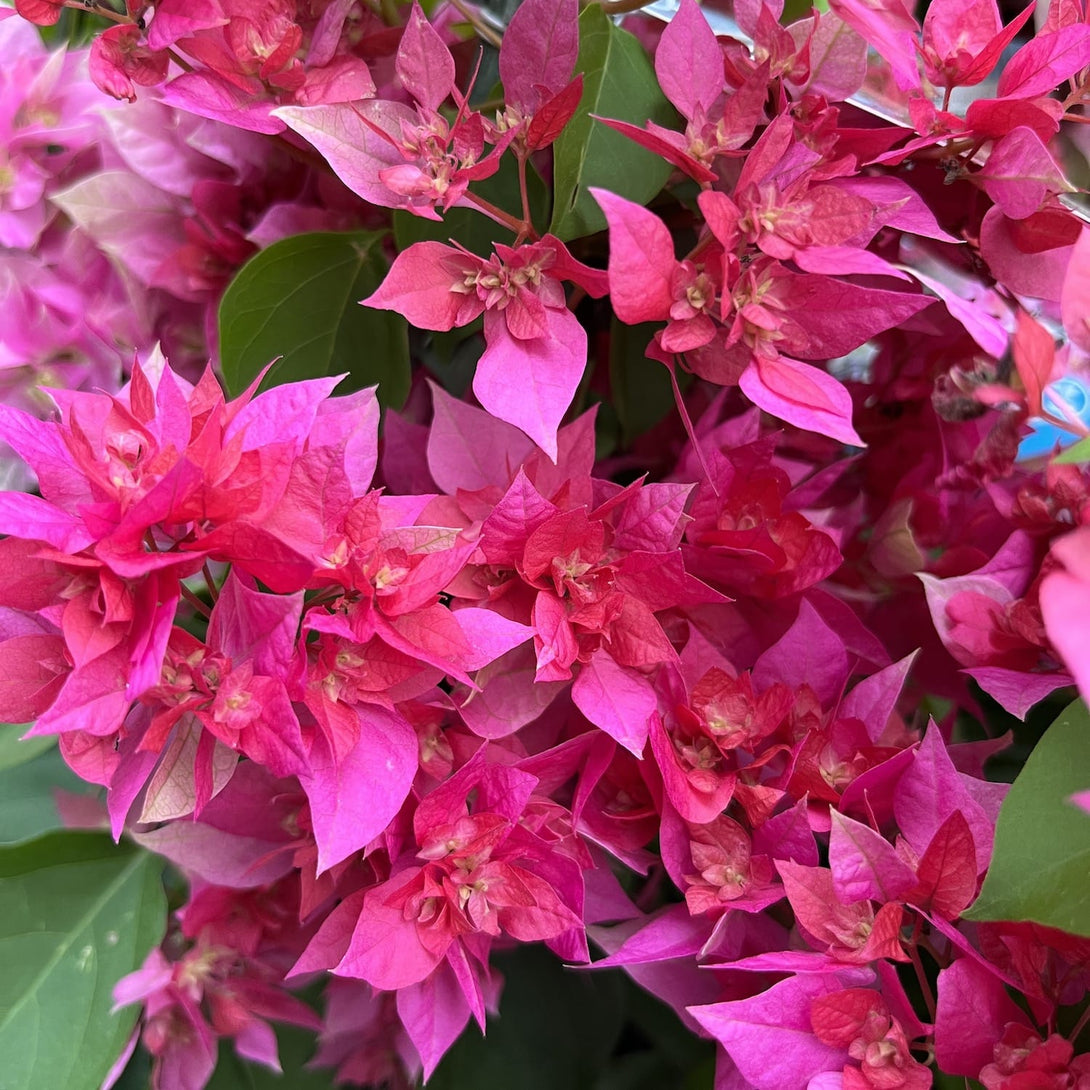 Flora Ria Red Roz Bougainvillea cu flori duble - Bougainvillea dobrada 'Pink' (roz-cicla ...