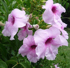 Pandorea jasminoides - flori parfumate