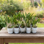 Brassavola Mix