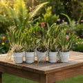 Brassavola Mix