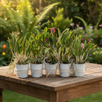 Brassavola Mix