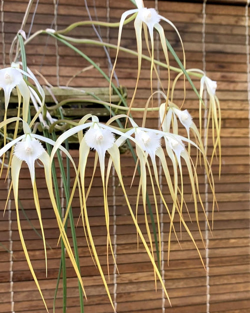 Brassavola cucullata
