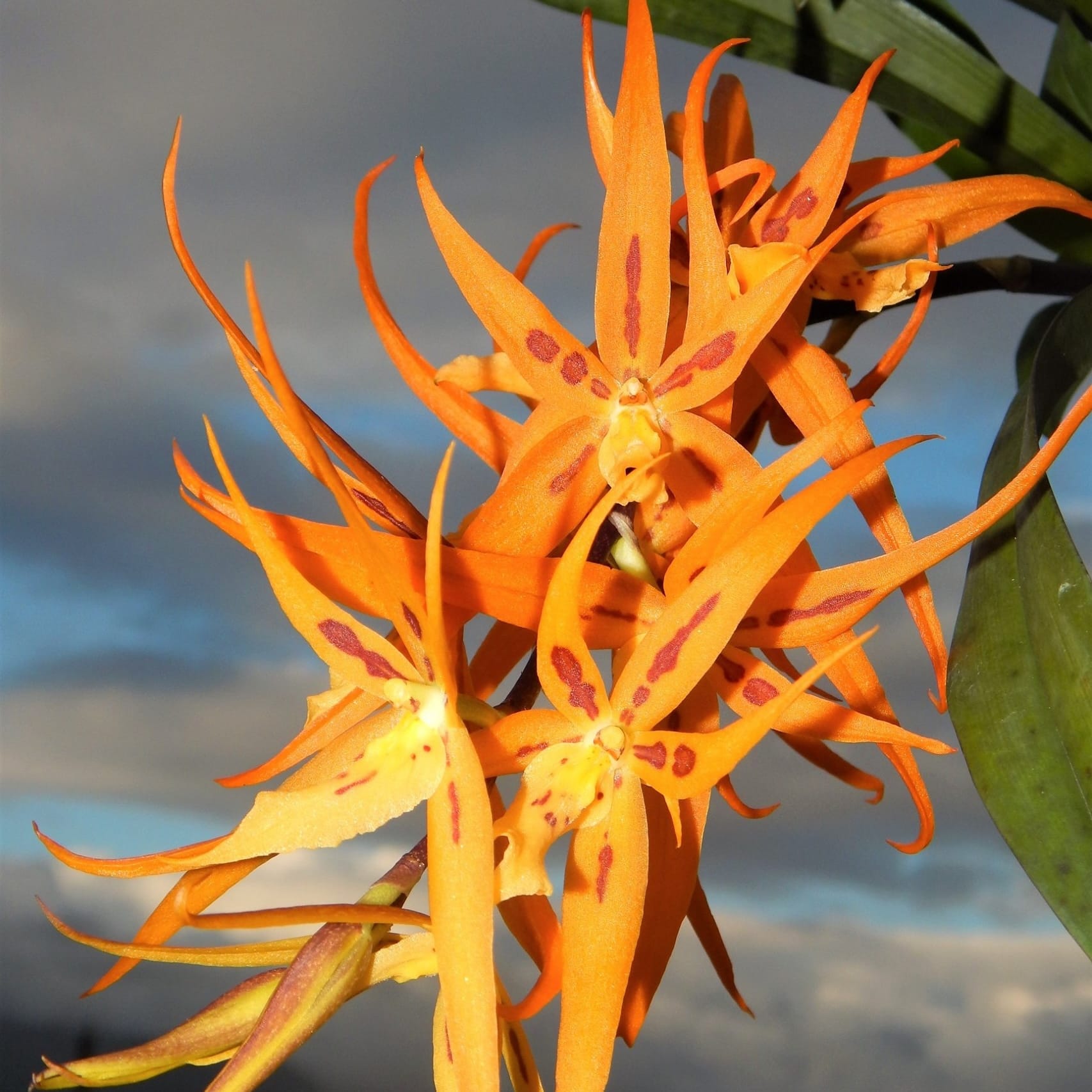 Brassia Orange Delight