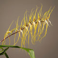 Brassia arcuigera