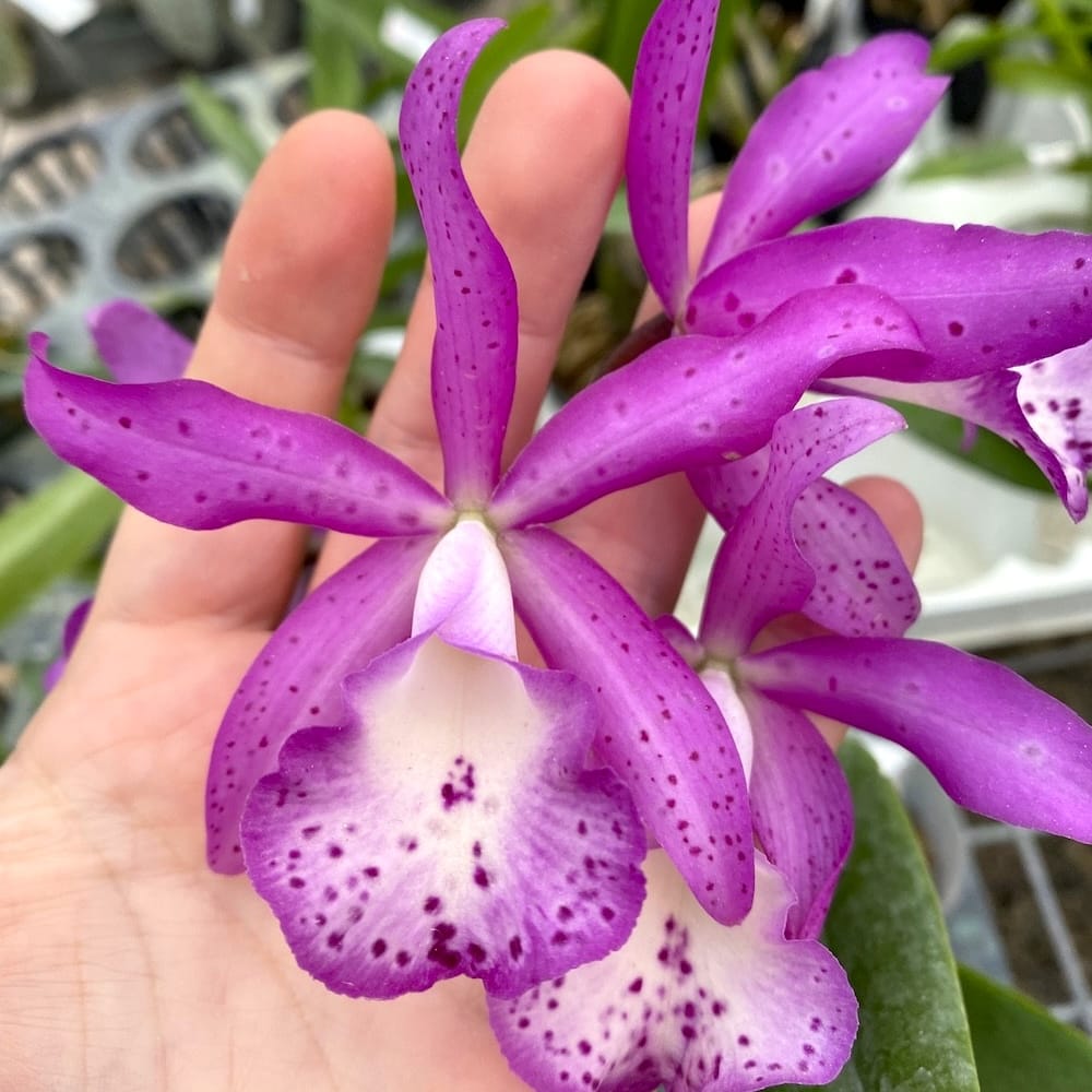 Brassocatanthe Taiwan Mermaid