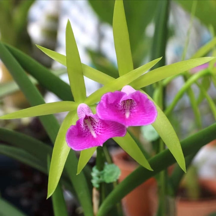 Brassocattleya Gulfshore's Beauty