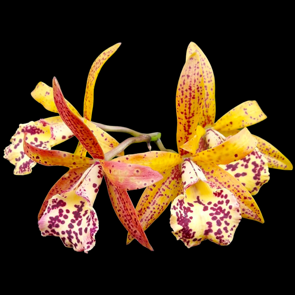 Brassocattleya Rustic Spots 'H&R' parfumée