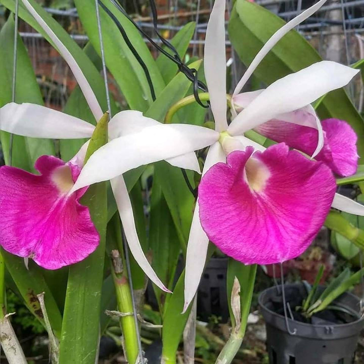 Brassocattleya Yu Toung Star