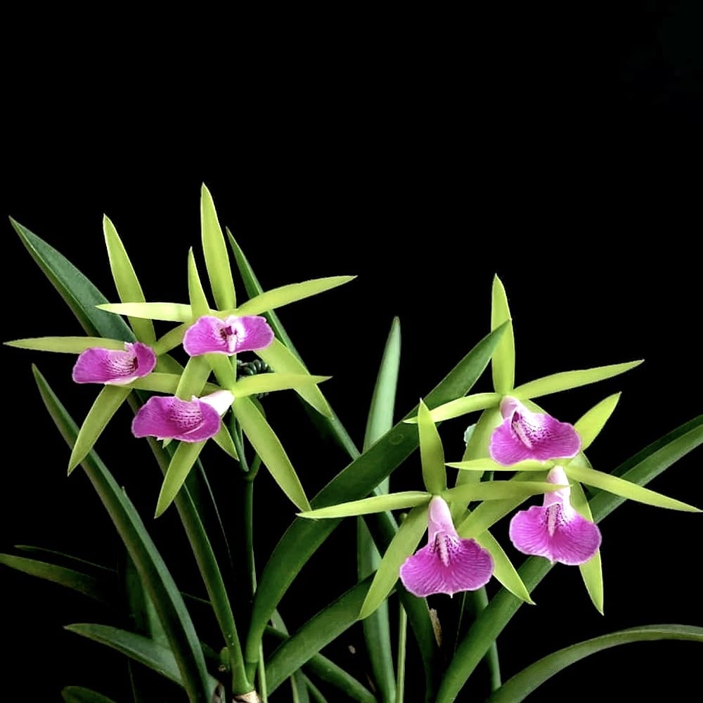 Brassocattleya Gulfshore's Beauty