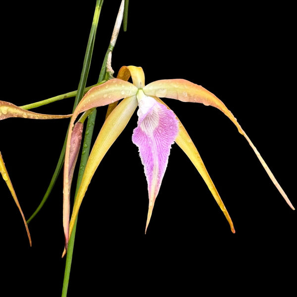 Brassocattleya Sunset Surprise (C. tenebrosa x B. cucullata)