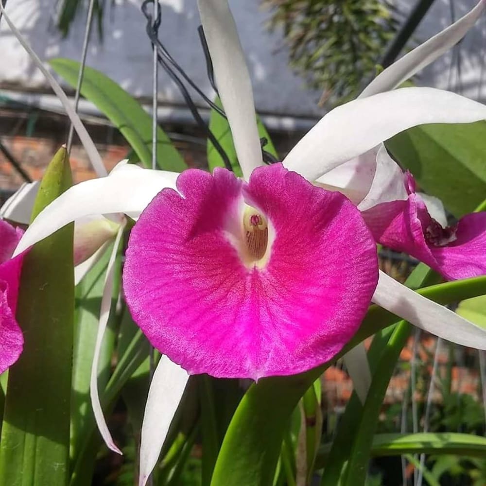 Brassocattleya Yu Toung Star