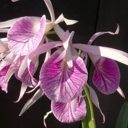 Bc. Morning Glory 'Valentine Kiss'