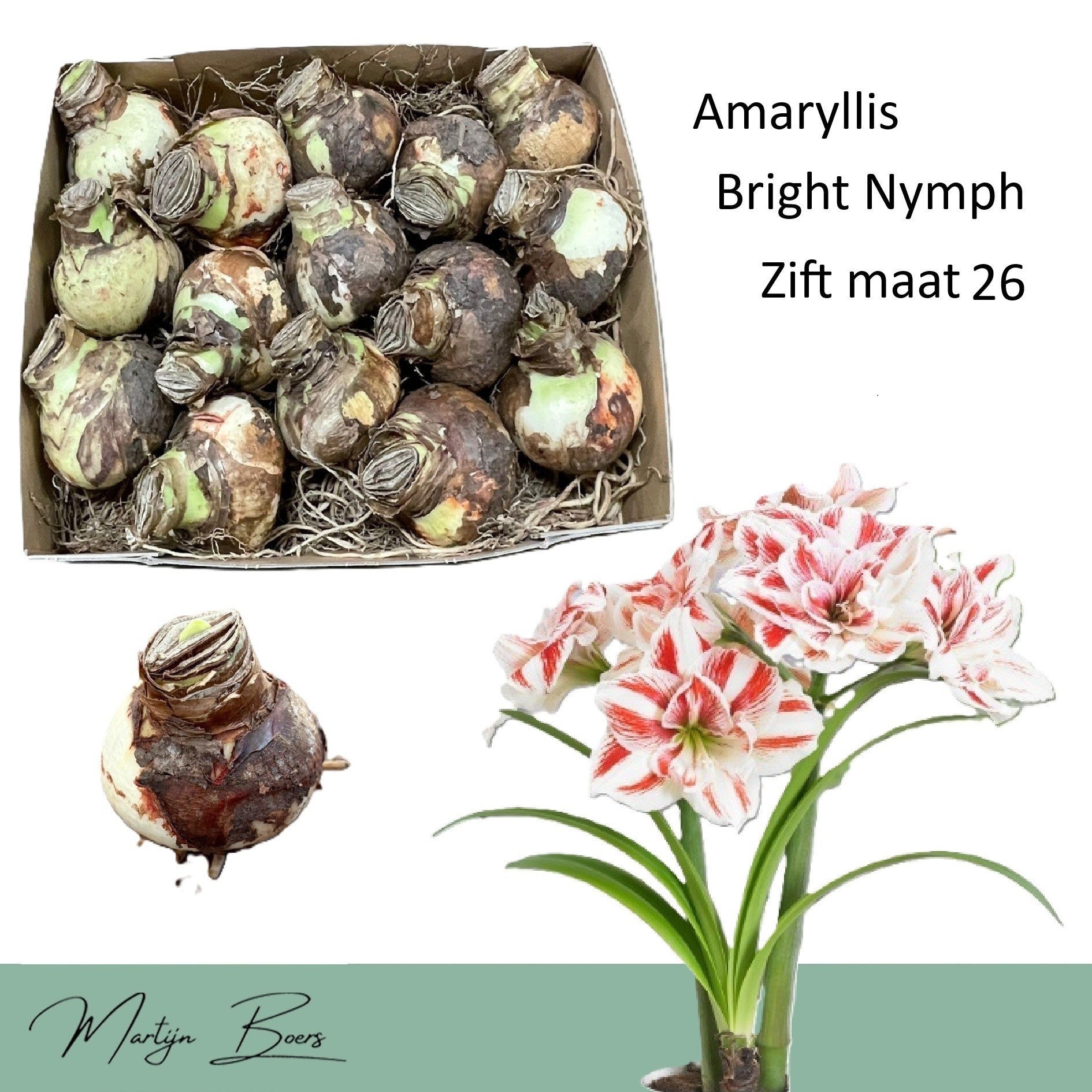 Amaryllis ‘Bright Nymph’ – flori duble spectaculoase