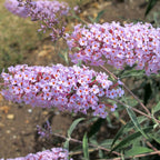 Buddleja davidii 'Nanhoensis' (Butterfly Bush)
