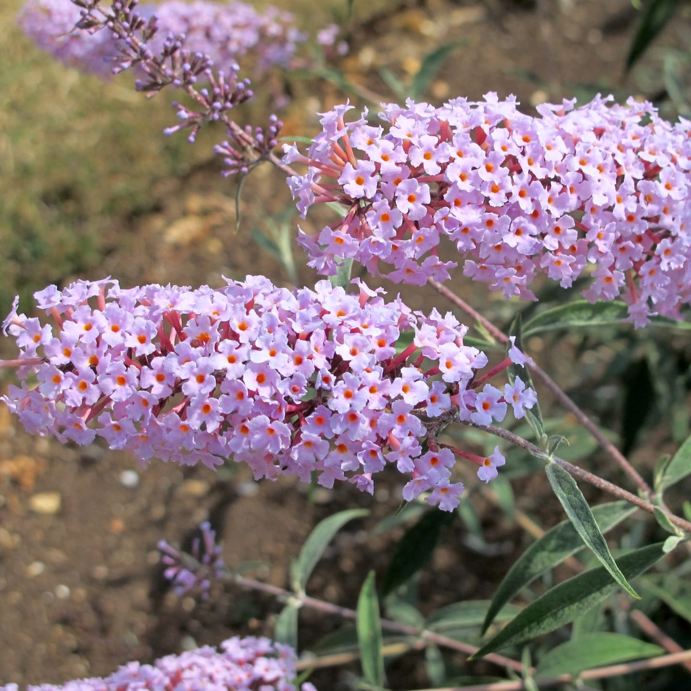 Buddleja davidii 'Nanhoensis' (Butterfly Bush)