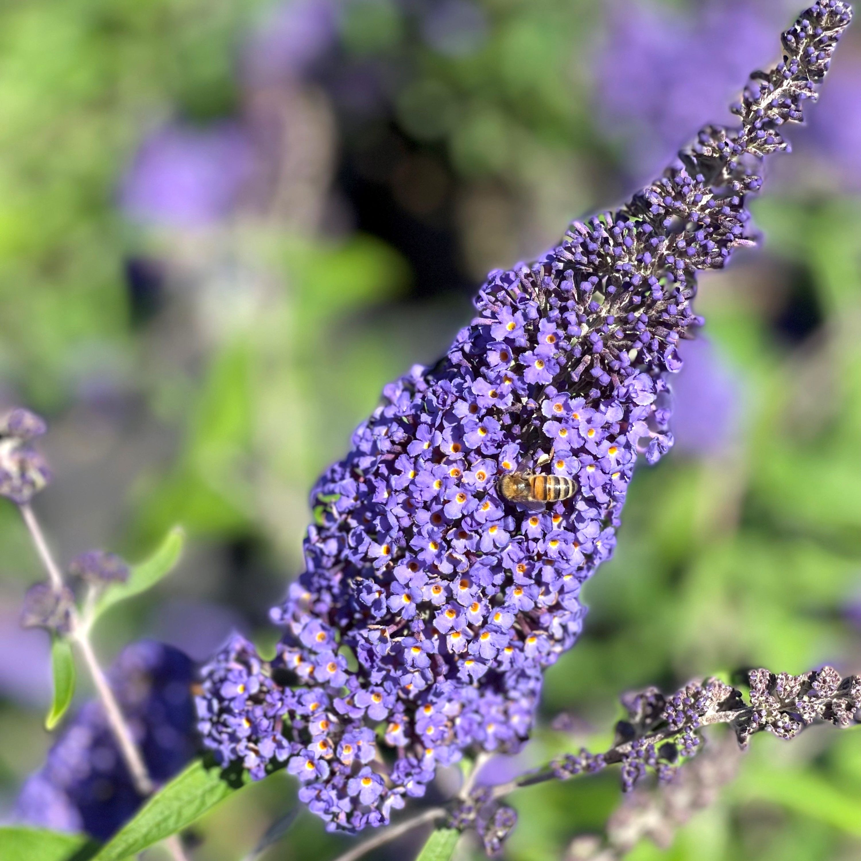 Liliac de vara - Buddleja davidii 'Ellen's Blue'