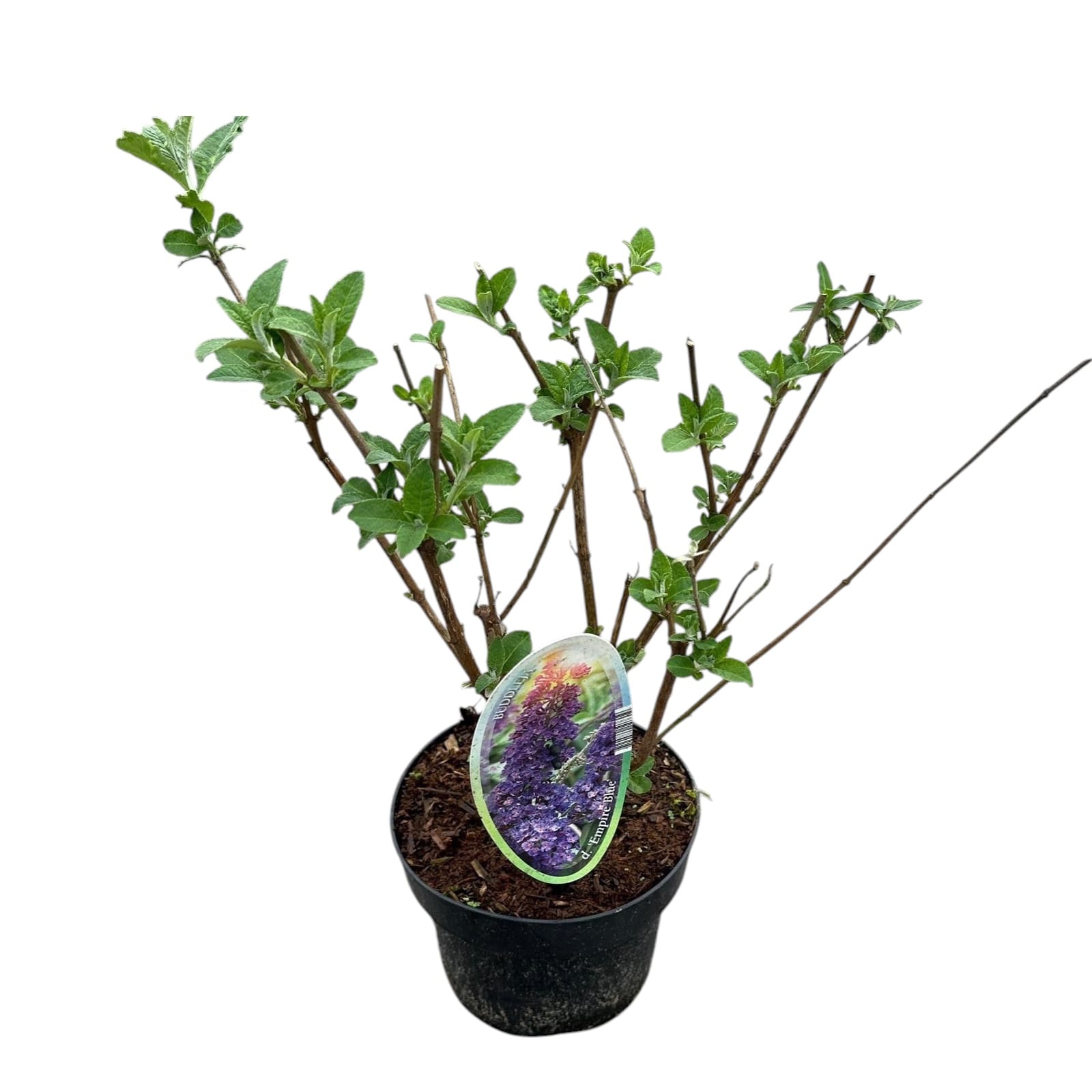 Buddleja davidii 'Empire Blue' (Butterfly Bush)