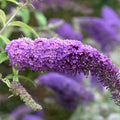 Buddleja davidii 'Ile de France'