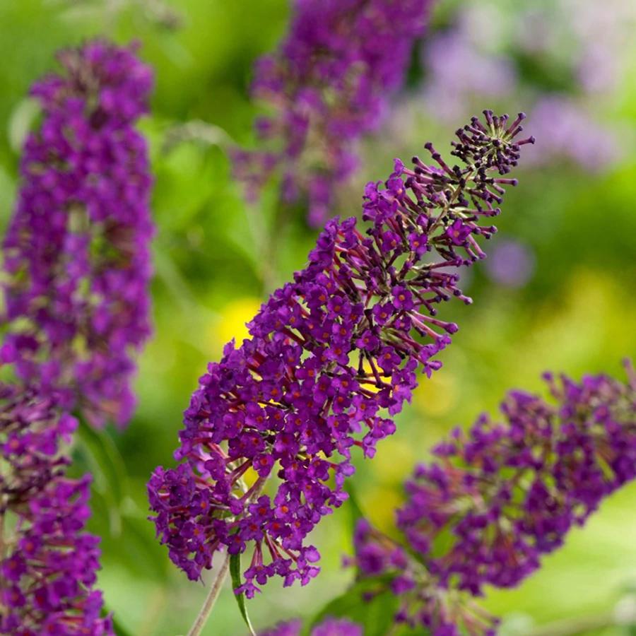 Summer lilac - Buddleja davidii 'Black Knight'