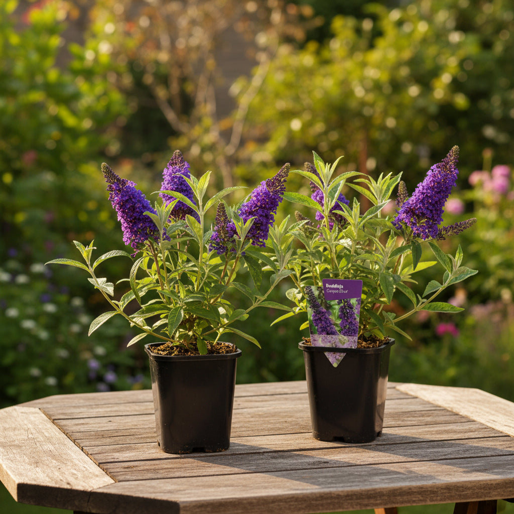 Buddleja davidii 'Empire Blue'