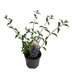 Buddleja davidii 'Empire Blue' (Butterfly Bush)