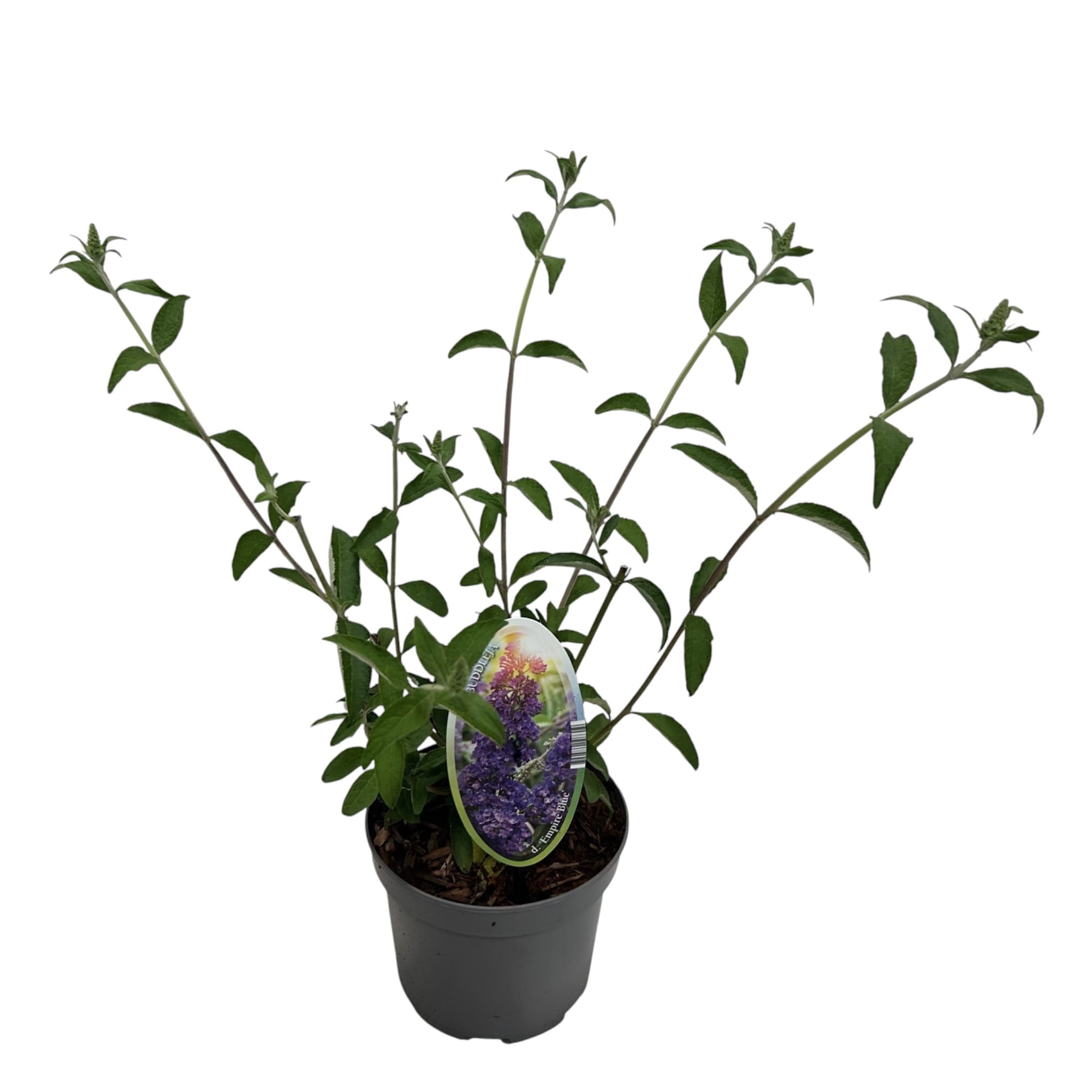 Buddleja davidii 'Empire Blue' (Butterfly Bush)