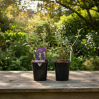  Buddleja davidii 'Empire Blue' (Butterfly Bush)