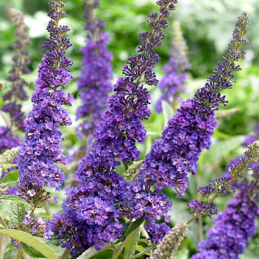 Buddleja davidii 'Empire Blue' (Butterfly Bush)
