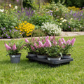 Buddleja davidii ‘Little Rockstars Pink’ 