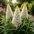 Buddleja davidii ‘Little Rockstars White’ 