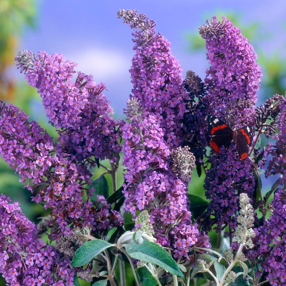 Buddleja davidii 'Lochinch'