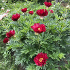 Paeonia 'Scarlet Heaven' (Itoh Group)