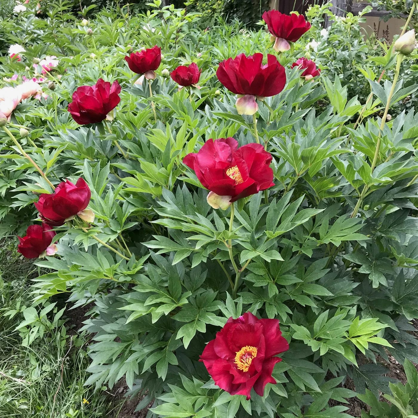 Paeonia 'Scarlet Heaven' (Itoh Group)