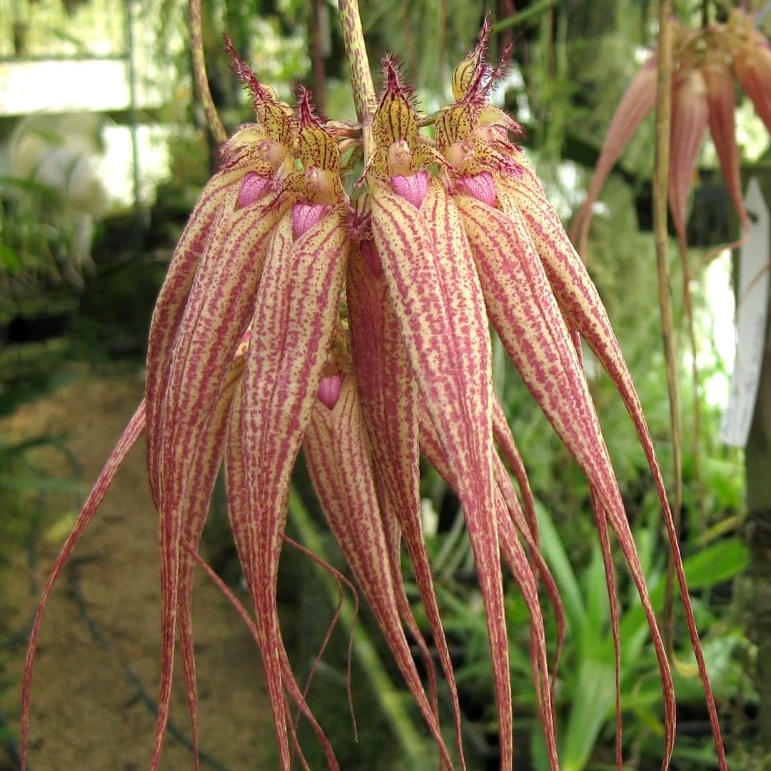 Bulbophyllum Elizabeth Ann 'Buckleberry'