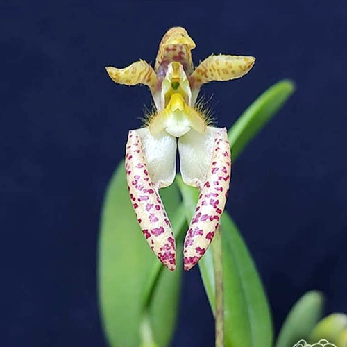 Bulbophyllum lasiochilum