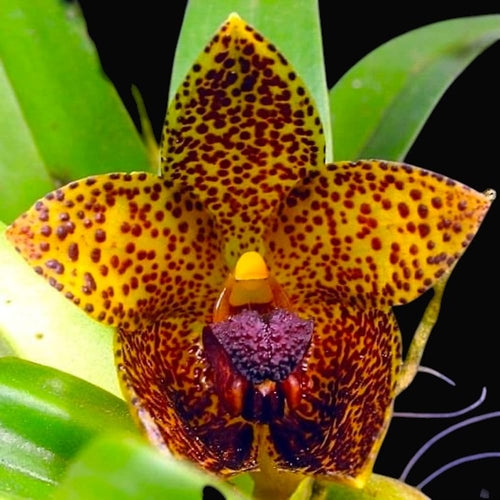 Bulbophyllum glebulosum