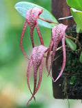 Bulbophyllum longisepalum