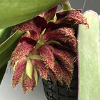 Bulbophyllum phalaenopsis