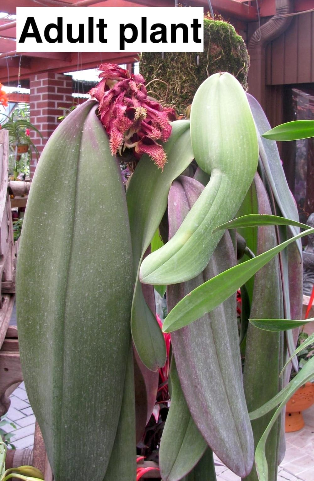 Bulbophyllum Phalaenopsis – Floraria Secret Garden (SG)