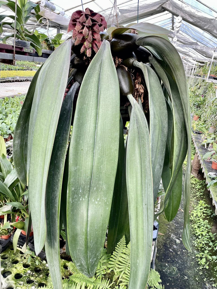 Bulbophyllum phalaenopsis