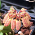 Bulbophyllum sikkimense