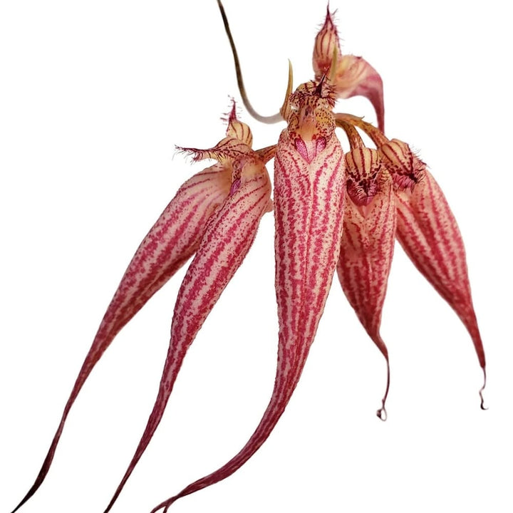 Bulbophyllum Elizabeth Ann 'Buckleberry'