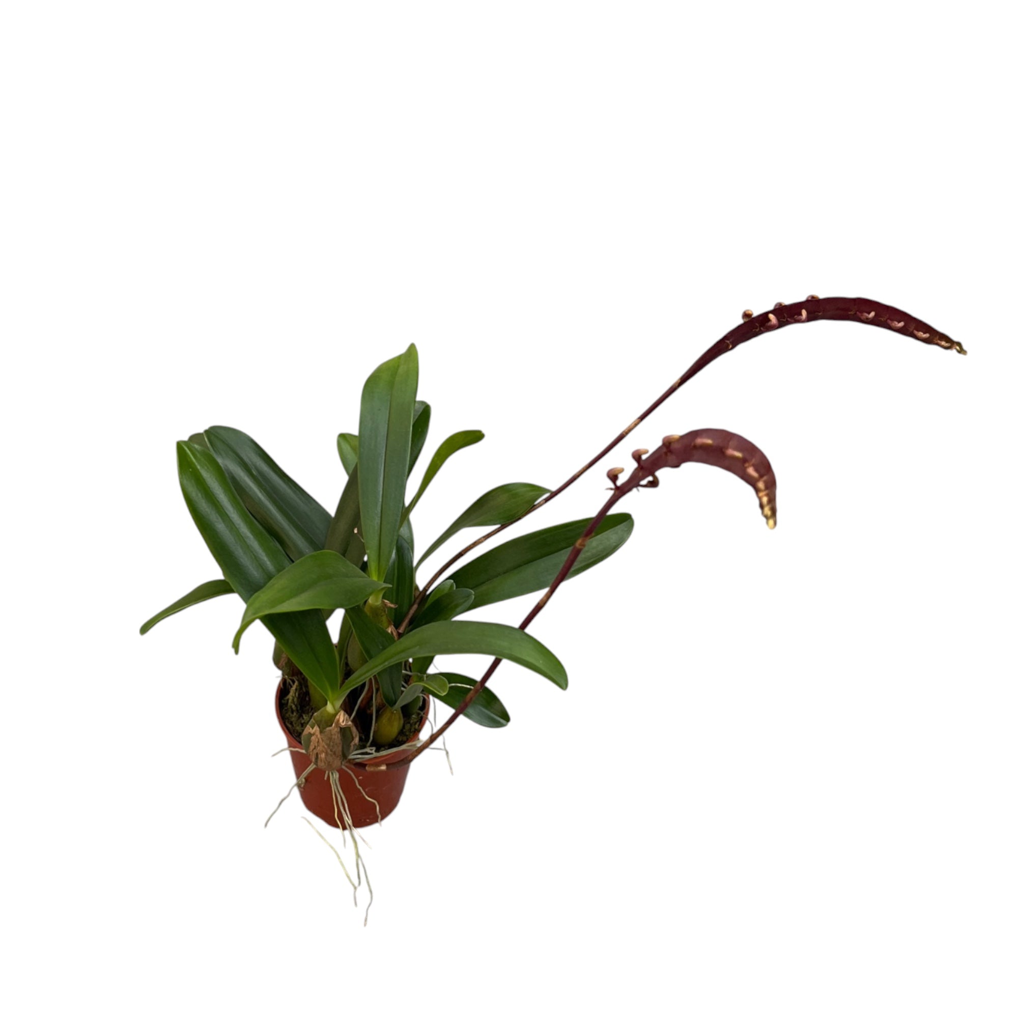 Bulbophyllum falcatum